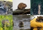 Animals you may not know are found in Virginia