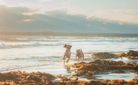 Halifax Dog-Friendly Travel Guide