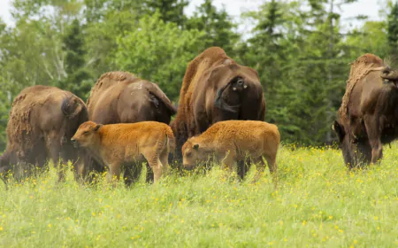 Bison Tours and Sustainable Farming at Lindsay Lake Farms