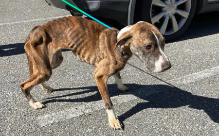 ‘Severely emaciated’ dog found alone in New Kent