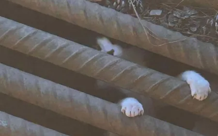 Chesterfield firefighters save cat stuck in storm drain