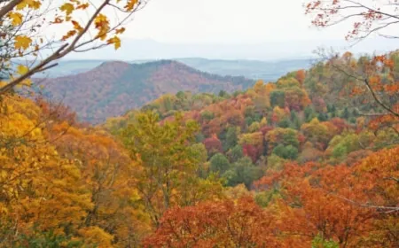 Virginia Forestry Department posting fall foliage reports online