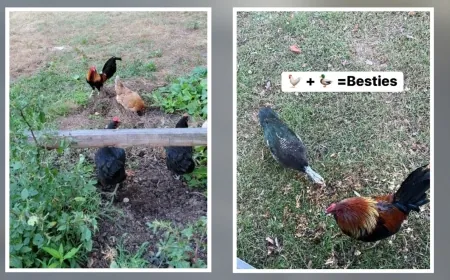 RACC shares story of rescue rooster with new duck friend