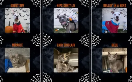 Richmond Animal Care and Control lowers adoption fees for Halloween weekend