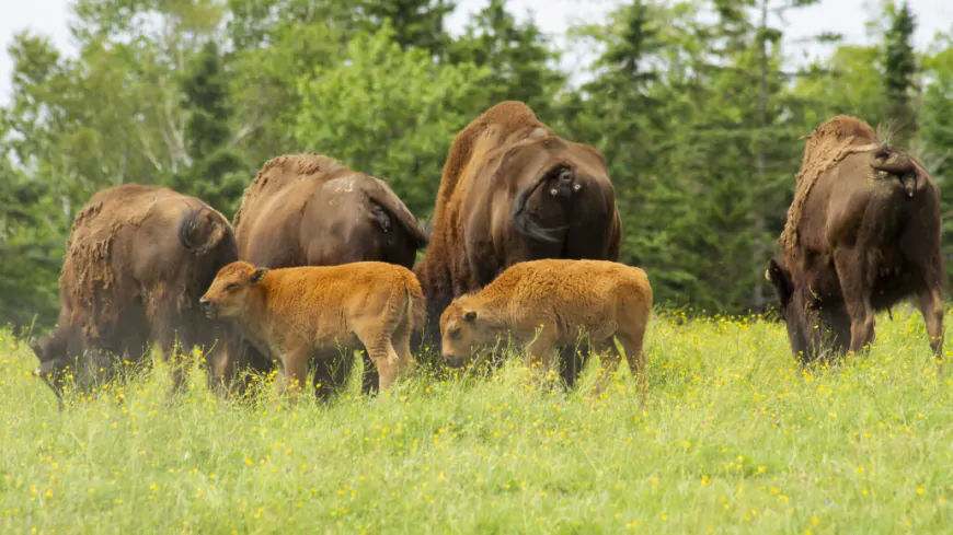 Bison Tours and Sustainable Farming at Lindsay Lake Farms