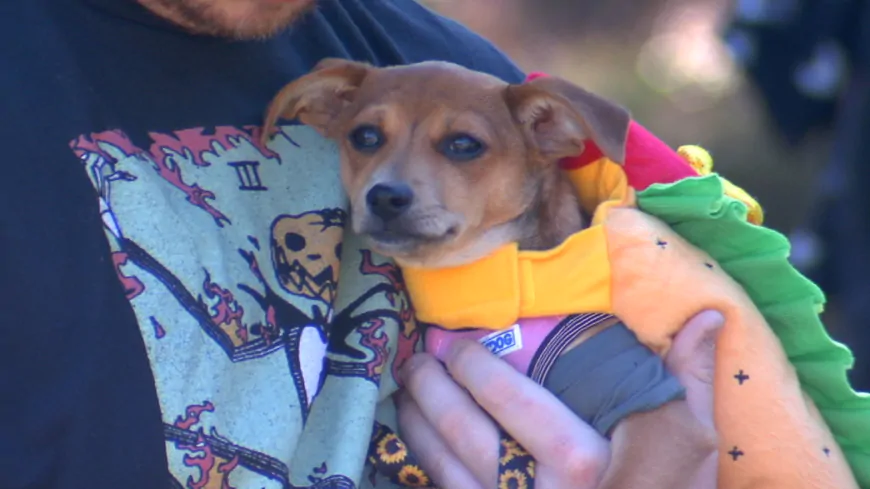 PHOTOS: Fall Pet Fair in Henrico County