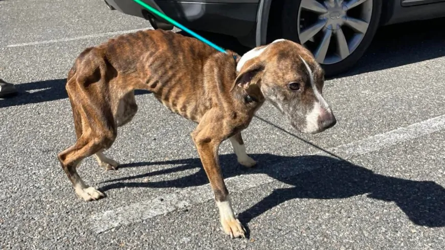 ‘Severely emaciated’ dog found alone in New Kent