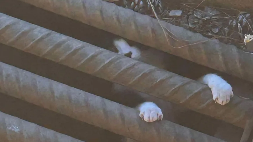 Chesterfield firefighters save cat stuck in storm drain