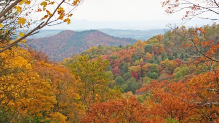 Virginia Forestry Department posting fall foliage reports online