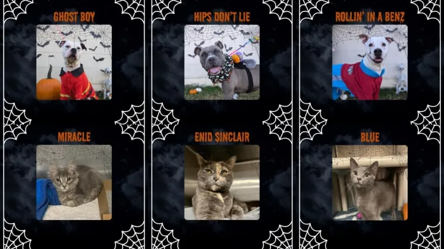 Richmond Animal Care and Control lowers adoption fees for Halloween weekend