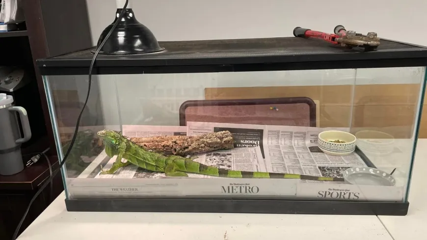 Iguana found in Richmond now up for adoption