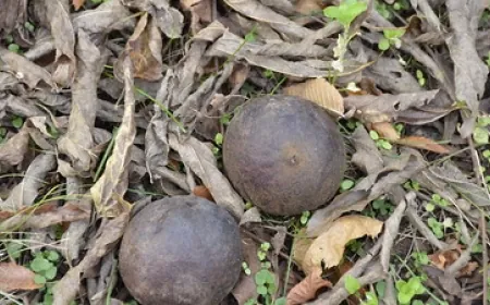 Make greeting cards using plant dye at Powhatan State Park