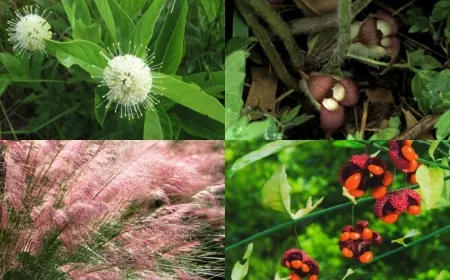 Virginia Department of Conservation and Recreation suggests native alternatives to invasive plants
