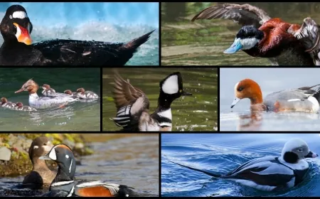 LIST: All about the ducks you may find in Virginia