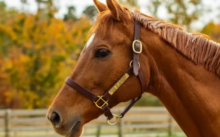 Maymont welcomes new horse with Secretariat pedigree to its farm in Richmond
