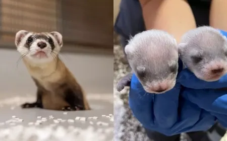 Cloned ferret gives birth to 2 healthy kits at Smithsonian National Zoo’s Virginia campus