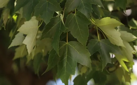 Free tree giveaway to be held in Petersburg for residents