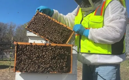 ‘They are critical to our world’s food supply’: Dominion Energy pilot program brings thousands of honeybees to Virginia