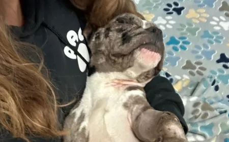 Dog who was ‘minutes away from death’ on the mend with RACC