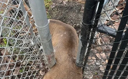 PHOTOS: Local contractor helps RACC free deer stuck in fence