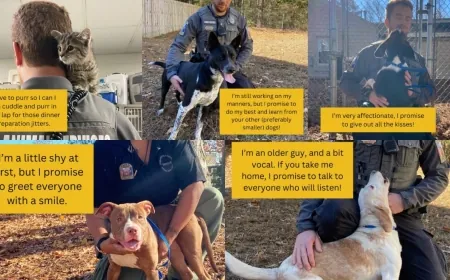 Chesterfield County Animal Services looking for fosters for Thanksgiving