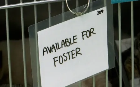 There’s still time to foster a pet for this Thanksgiving out of Chesterfield County