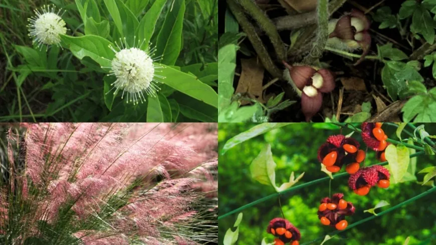 Virginia Department of Conservation and Recreation suggests native alternatives to invasive plants