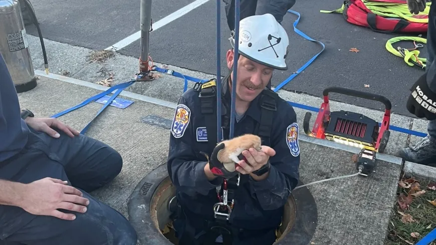 PHOTOS: Firefighters rescue kitten from sewer at Brightpoint Community College