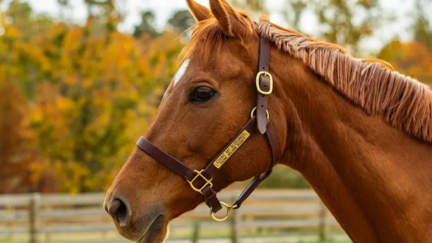 Maymont welcomes new horse with Secretariat pedigree to its farm in Richmond