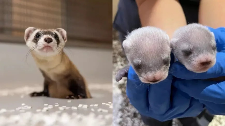 Cloned ferret gives birth to 2 healthy kits at Smithsonian National Zoo’s Virginia campus