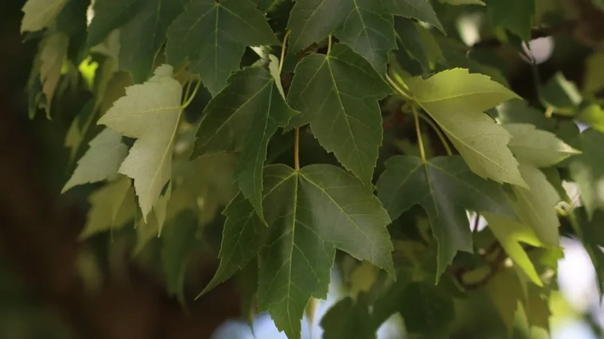 Free tree giveaway to be held in Petersburg for residents