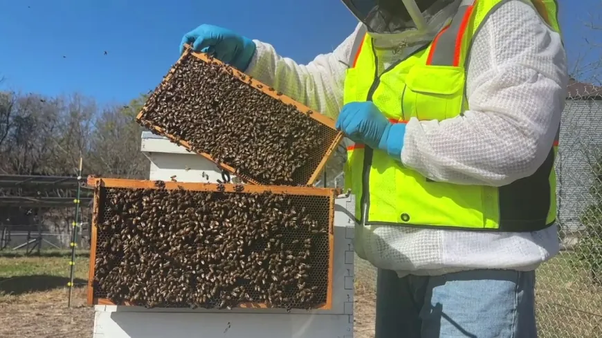 ‘They are critical to our world’s food supply’: Dominion Energy pilot program brings thousands of honeybees to Virginia