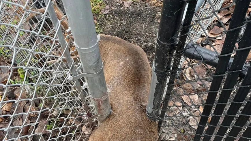 PHOTOS: Local contractor helps RACC free deer stuck in fence