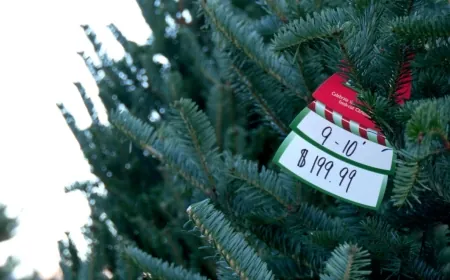 ‘You just have to do the best you can’: Helene impacts live Christmas tree sellers in Virginia