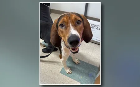 Richmond Animal League discounts adoptions to get dogs, cats homes for the holidays