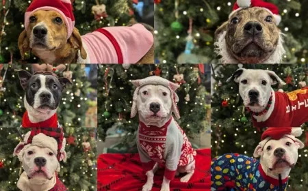 Adopt a pet for the holidays without paying adoption fees at RACC