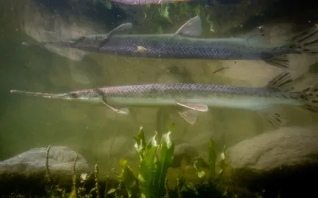 Gar Week arrives; Are gars native to Virginia?