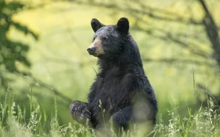 Hunter dies after bear falls from tree in Virginia