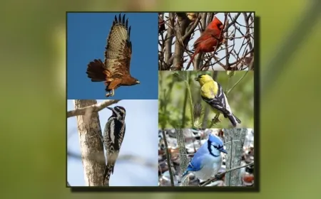 Take a bird walk through Petersburg National Battlefield next weekend
