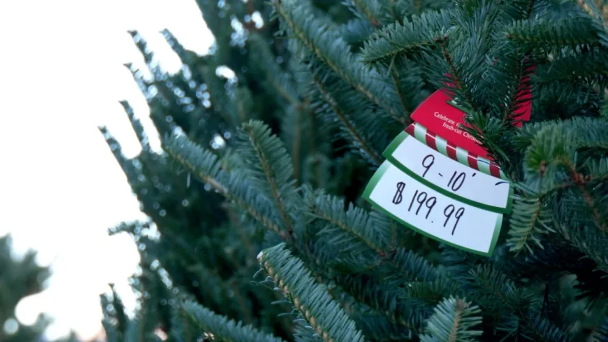 ‘You just have to do the best you can’: Helene impacts live Christmas tree sellers in Virginia