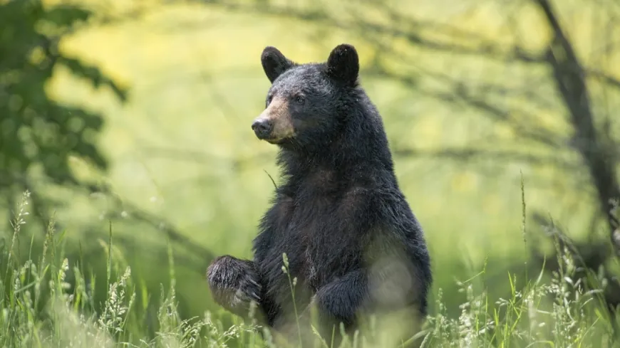 DWR asks Virginia hunters to help with bear mange study