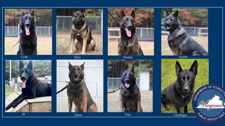 Eight VADOC K-9s given body armor in honor of K-9 stabbed to death protecting handler