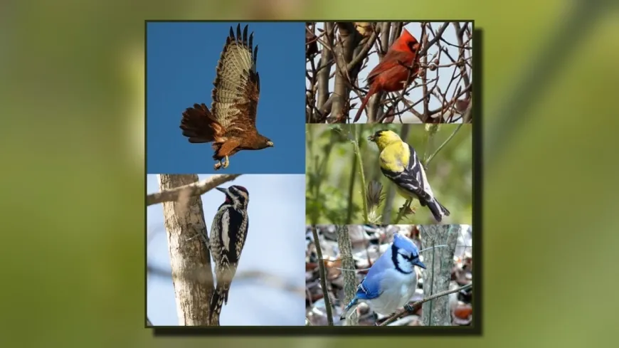 Take guided winter birding walk through Powhatan State Park