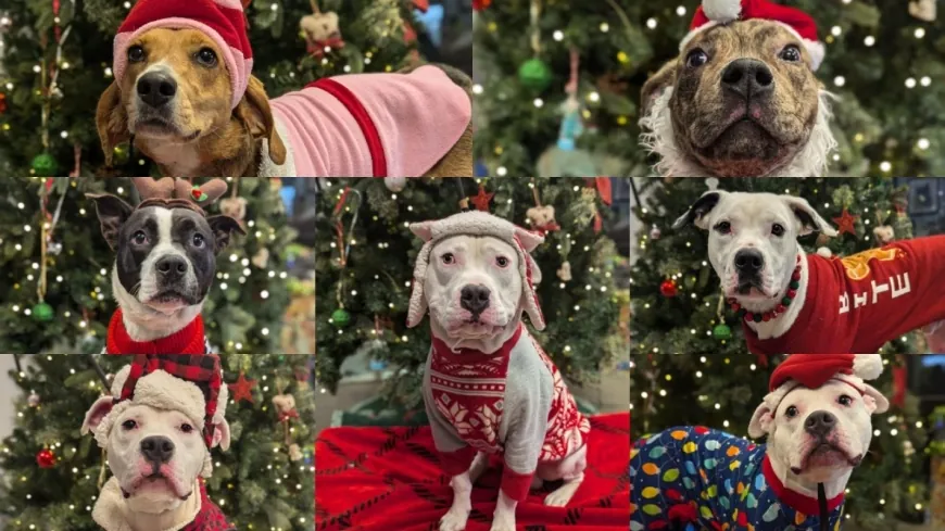 Adopt a pet for the holidays without paying adoption fees at RACC