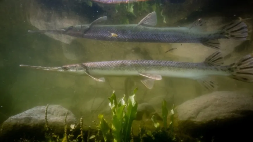 Gar Week arrives; Are gars native to Virginia?