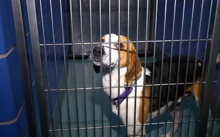 Richmond SPCA seeks water donations as city under water boil advisory