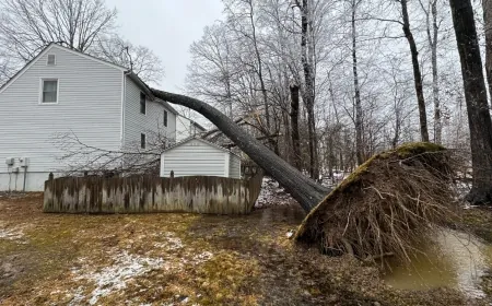 Downed tree crashes into Chesterfield woman’s home