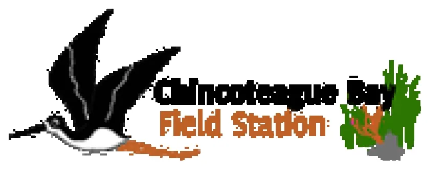 Chincoteague Bay Field Station Summer Camps