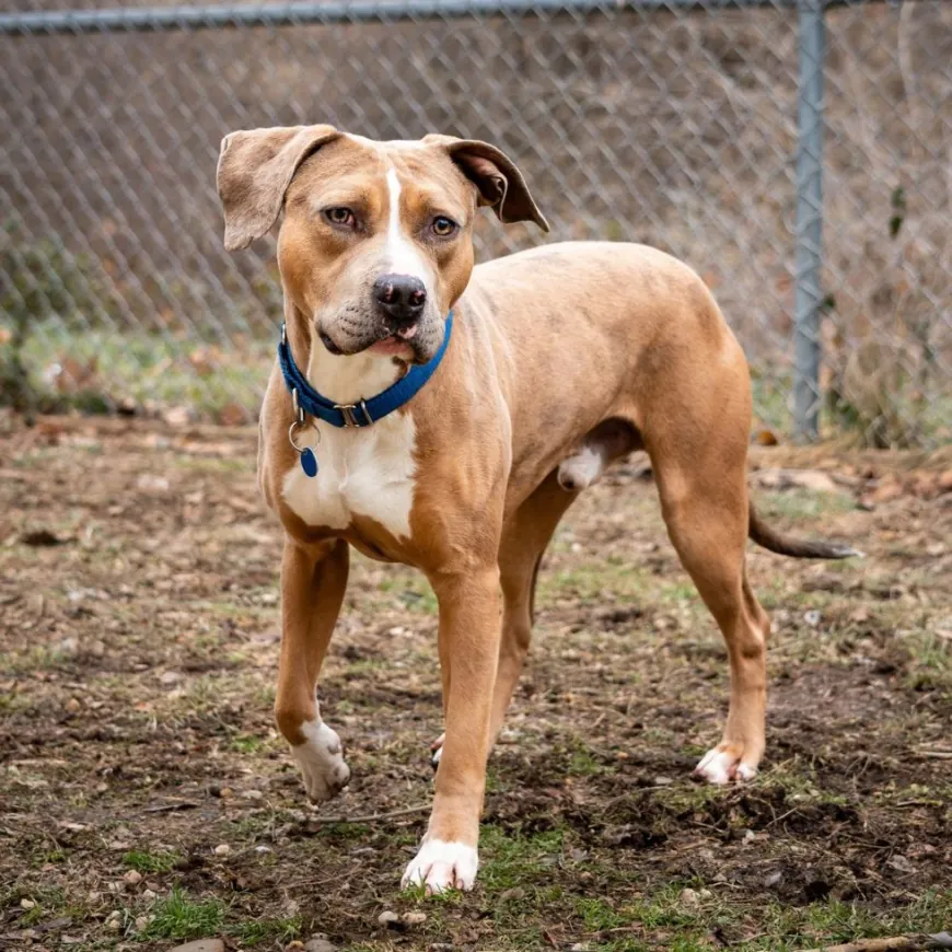 Adoption Fees Waived for Big Dogs on Valentine's Day Weekend in Alexandria