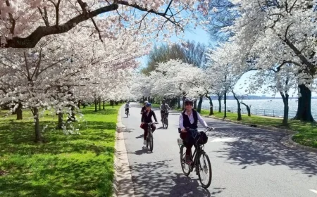Cherry Blossom Events Coming Up in Alexandria